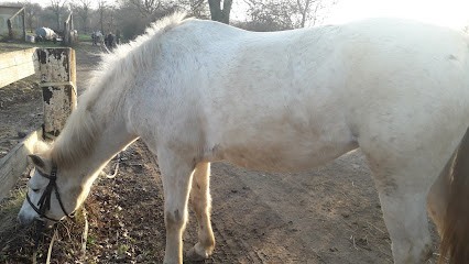 Les Ecuries Du Connemara Dansant, Centre Equestres à Mably