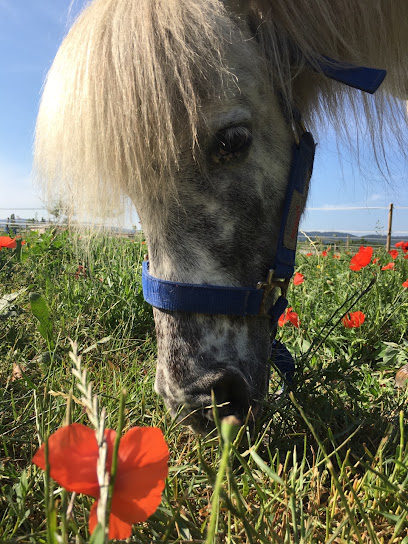 Mon Ami Poney® Cadenet Vaucluse Centre Équestre à Cadenet
