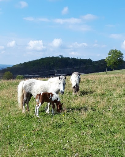 Stalls De Sarget, Centre Equestres à Sainte-Féréole