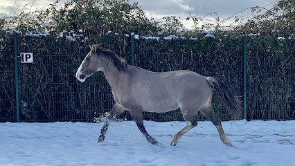 Ecuries De Coubron, Pension pour Chevaux à Coubron