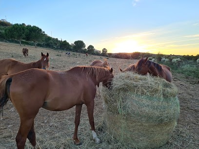 Sainte Colombe Arabians, Centre Equestres à Sainte-Colombe-de-la-Commanderie