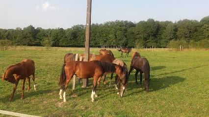 Haras Mansolein, Pension pour Chevaux à Fontaine-lès-Luxeuil