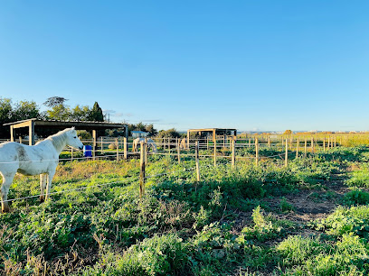 Pension Pour Chevaux À Milhaud Prés De Nîmes | Les Écuries De Alegria, Pension Pour Chevaux à Milhaud