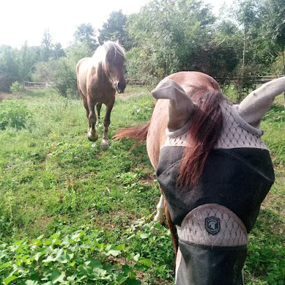 Pension Elevage Rebel Pension Pour Chevaux à Villeneuve-sur-Lot