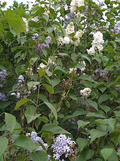 Écuries De La Prévoté, Centre Equestres à Savigny-le-Temple