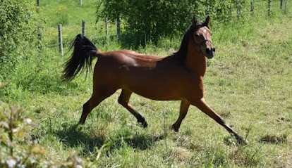 Écurie Eurosport, Centre Equestres à La Chapelle-Longueville