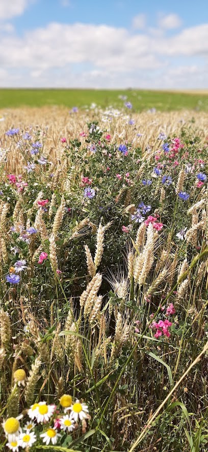 Equestrian Center Du Poncet, Centre Equestres à Ormes-et-Ville