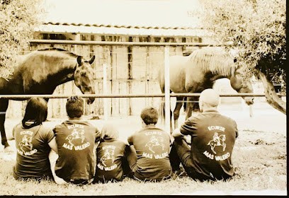 Stables Du Mas Valero, Pension pour Chevaux à Lattes