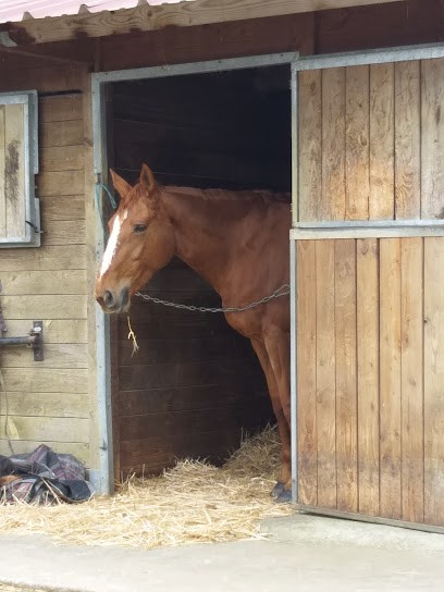 Riding Ecole And Pony Club Du Buisson, Centre Equestres à Tauxigny-Saint-Bauld