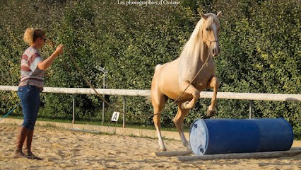 Les Ecuries De Cadillan, Centre Equestres à Graveson