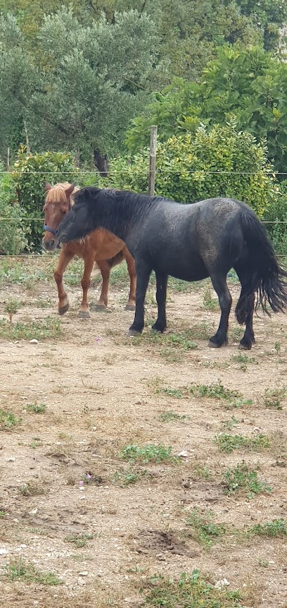 Equilibre, Pension Pour Chevaux aux Pennes-Mirabeau