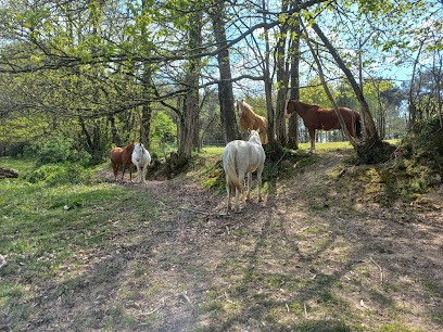 EQUI DETENTE, Centre Equestres à Laillé