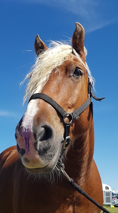 ECURIE DU PELIN, Pension pour Chevaux à Chalvraines