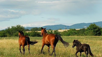 Les Écuries D'optevoz, Centre Equestres à Optevoz