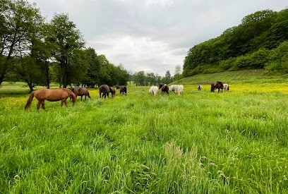 Écurie De La Liberté, Pension pour Chevaux à Corcelle-Mieslot