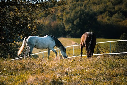 les écuries d'amazone, Pension pour Chevaux à Saint-Marcel-Bel-Accueil