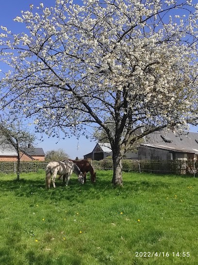 Ecuries Des Absynts - Pension équestre, Centre Equestres à Grumesnil