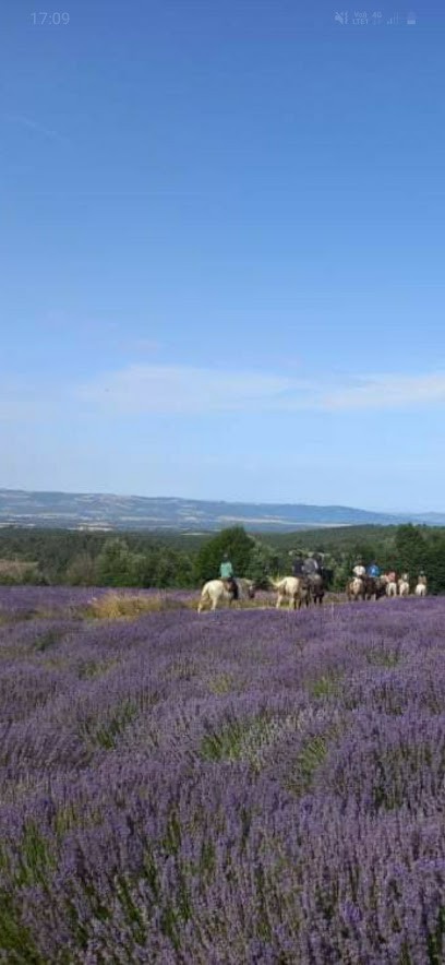 Les Granges Équitation d'extérieur, approche en éthologie., Centre Equestres à Ongles