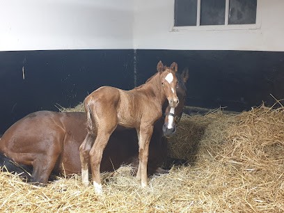 Haras De La Côte Fleurie, Pension pour Chevaux à Touques