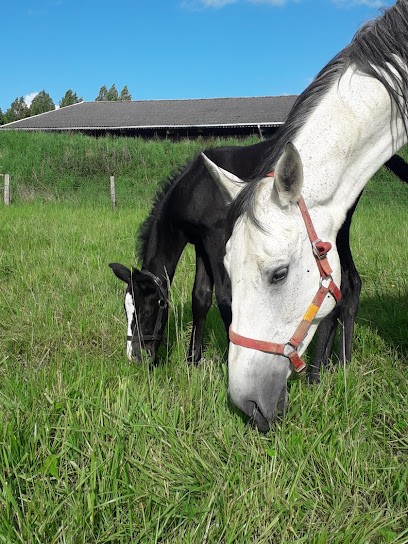 Haras d'youville, Centre Equestres à Médréac