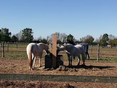 Stables De La Tauge, Pension pour Chevaux à Saint-Étienne-de-Tulmont