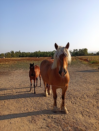 Centre equestre du Caire, Centre Equestres à Villasavary