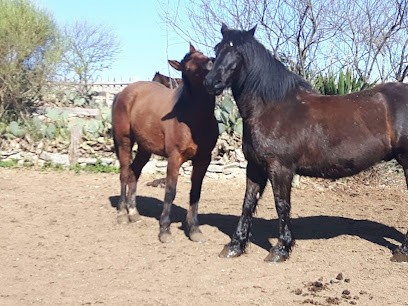 Ranch El Condor, Centre Equestres à Pépieux