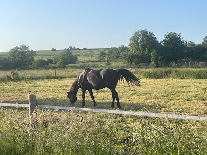 Pony Club And Horse Club De La Bleiche Haras De La Bleiche, Centre Equestres à Ergersheim