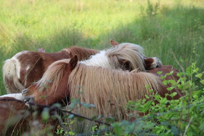 Les Écuries Linagua, Centre Equestres à Urcuit