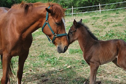 Elevage et Ecuries de Londe, Pension pour Chevaux à Barbaste