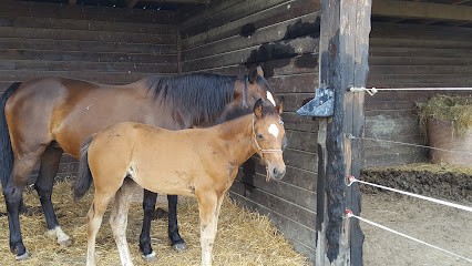 Écurie Richard ORTEGA, Pension pour Chevaux à Castelsarrasin