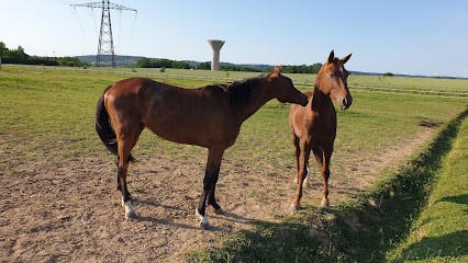 Élevage d'Ar - AXEL ROESCH, Centre Equestres à Lafitte-sur-Lot