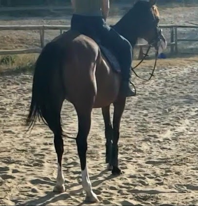 Pony Club Le Toupet, Centre Equestres à Lecques