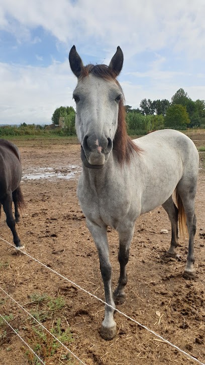 Equestrian Center Le Pilon, Centre Equestres à Manosque