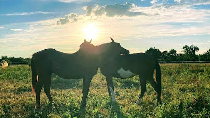 Zen Pets, Pension pour Chevaux à Saint-Louis-de-Montferrand