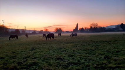 Ecurie des prés d'Arnières, Pension pour Chevaux à Arnières-sur-Iton
