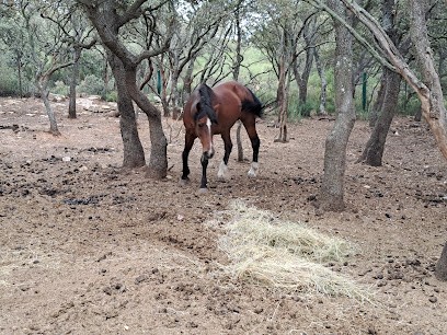 CAMPAGNE VOLTAIRE, Pension pour Chevaux à Istres