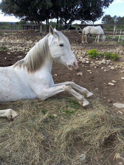 Les Cavaliers De La Plaine, Centre Equestres à Lauret