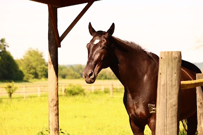 La Perle - Ecurie De Propriétaires, Pension pour Chevaux à Nanteuil-lès-Meaux