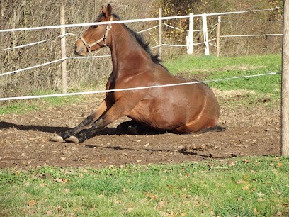 Ecurie Mauvise, Centre Equestres à Chavenon