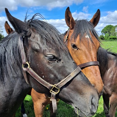 Stud Du Mezeray - Sumbe, Centre Equestres à Ticheville
