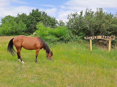 Beltie Ranch Randonnees Equestres & Vente Directe Bouef Galloway A La Ferme, Centre Equestres à Essertines-en-Châtelneuf