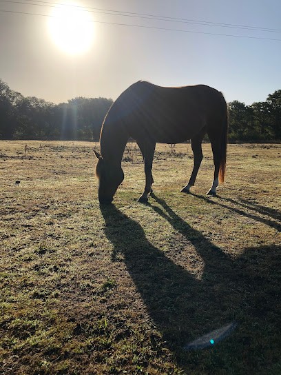 Les écuries De Lezevry, Pension pour Chevaux à Plouhinec