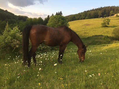 Equil'Tao, Pension pour Chevaux à Chambost-Longessaigne