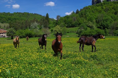 Loue Caval, Centre Equestres à Ornans