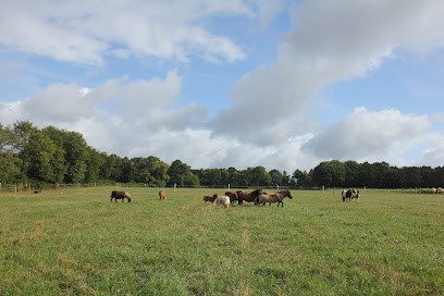 TY PONY, Centre Equestres à Pluherlin