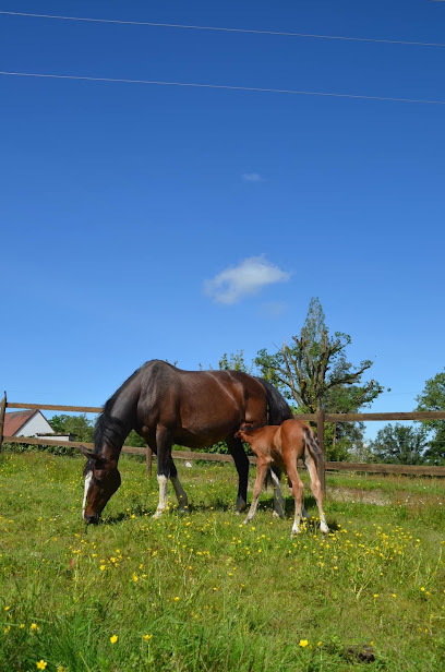 Écuries Des Sorreaux, Pension Pour Chevaux à Toulon-sur-Allier