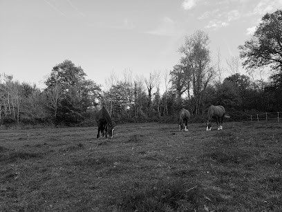Les Écuries de la Blandinerie, Pension pour Chevaux à La Chapelle-sous-Orbais
