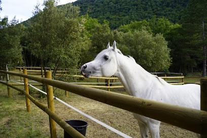 Ecurie Dardenne, Pension pour Chevaux à Greffeil