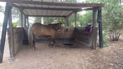 Les Cavaliers Des Ecuries De L'oso, Centre Equestres à Lecci